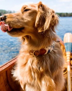 Brenton Cay Dog Collar